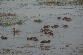 thumbs/birds-Migratory Bidrs.jpg.jpg